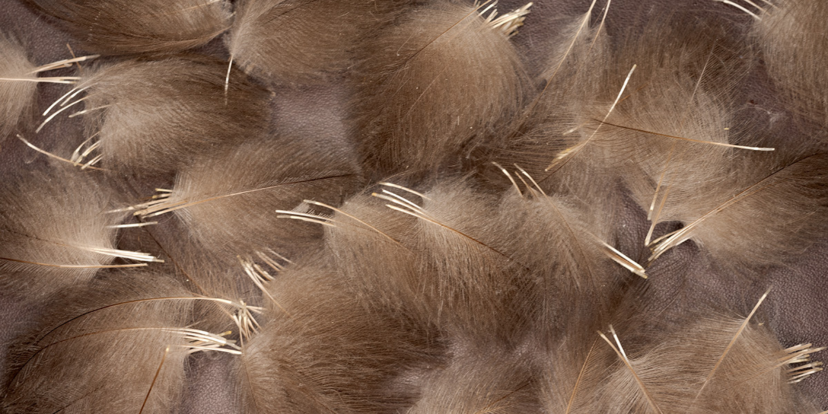 Plumes De CDC (Cul De Canard) Rouge Pour Montage De Mouches De Pêche - 1 Gramme (environ 120 Plumes), Tailles 3-6 Cm | Matériel Pêche à La Mouche